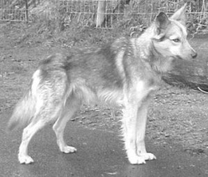 Song Dog Kennels American Indian Dogs